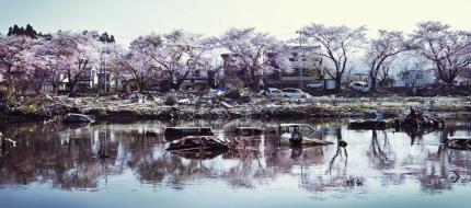 okawa-sakura